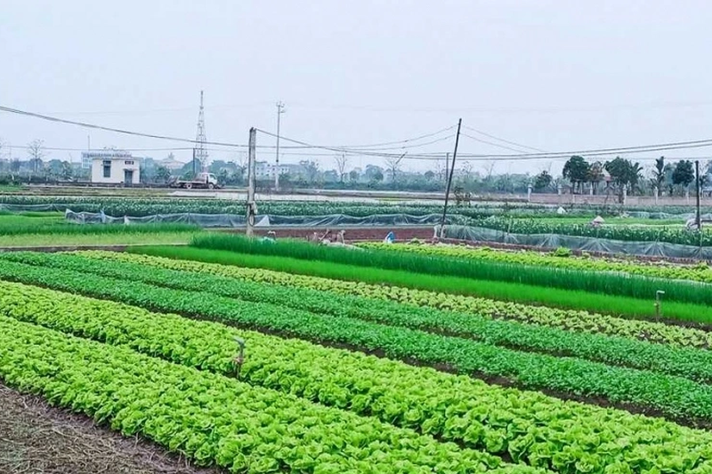 Đất 50 Năm Có Bị Thu Hồi Không?