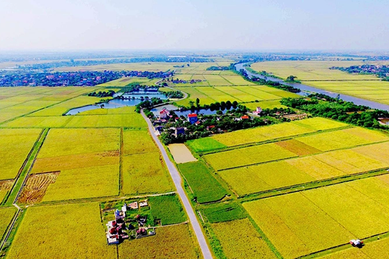 Đất Nông Nghiệp Bị Thu Hồi Khi Nào?
