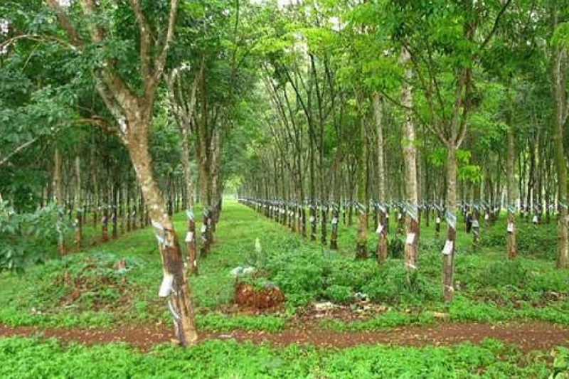 Đất Trồng Cây Lâu Năm Có Được Lên Thổ Cư Không?