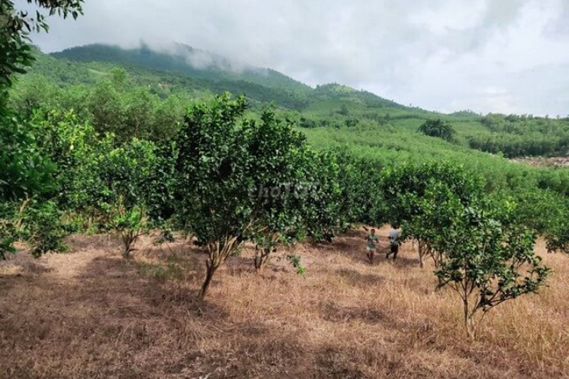 Đất Trồng Cây Lâu Năm Có Phải Đóng Thuế Không?