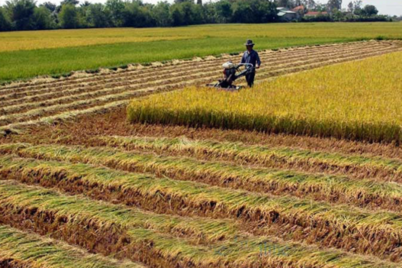 Thời Gian Sử Dụng Đất Nông Nghiệp Là Bao Lâu?