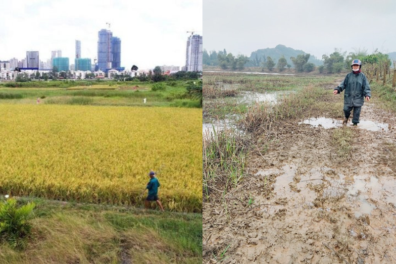 Đất Ruộng Có Lên Đất Thổ Cư Được Không?