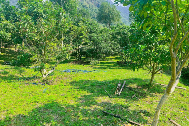 Thuế đất trồng cây lâu năm lên thổ cư